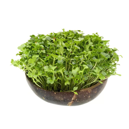 Grow-Grow Nut Microgreens Nachfüllpaket - "Red Hot Greens"
